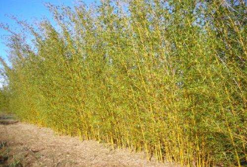Bambusa riviorum Golden Goddess Hedge Bamboo Plants for Sale