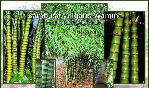 Bambusa Vulgaris Wamin "Dwarf Buddha Belly Bamboo" Large Plants for Sale