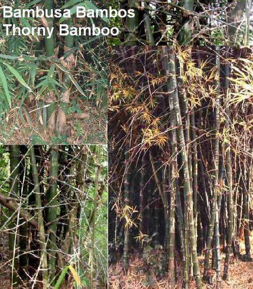Bambusa Bambos "Thorny Bamboo" Plants for Sale