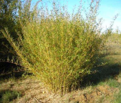 Bambusa Multiplex Hedge Bamboo Plants for Sale