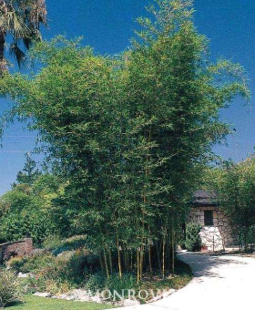 Giant Bamboo (B. balcooa) plants for sale