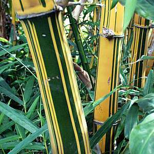 Bambusa Vulgaris Vittata "Painted Bamboo" Plants for Sale