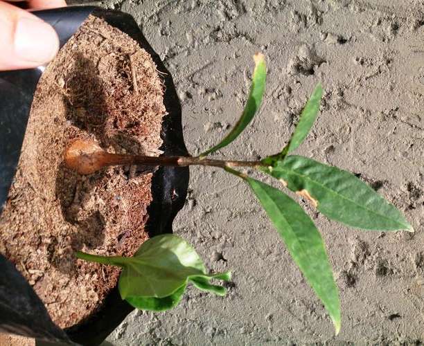 Baobab Bonsai young plants For Sale
