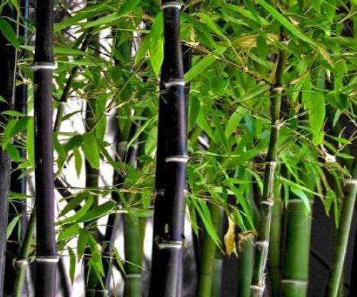 P. Nigra Black Bamboo Medium Plants For Sale