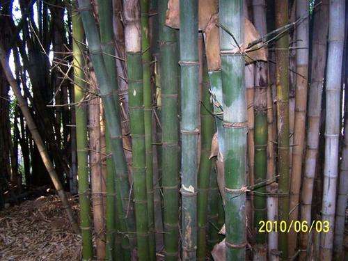 Giant Bamboo (B. balcooa) plants for sale