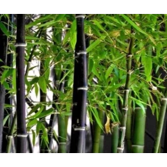 Black Bamboo Plants for sale 20l - 2m