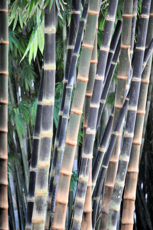 Giant Bamboo (D. asper) plants for sale