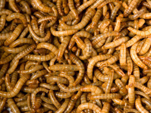 1000 Mealworms - Feeder Insects - only 18c each