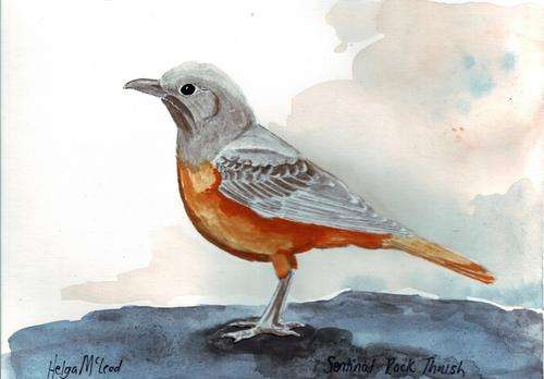 Sentinal Rock Thrush - bird art