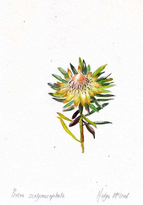 Protea scolymocephala