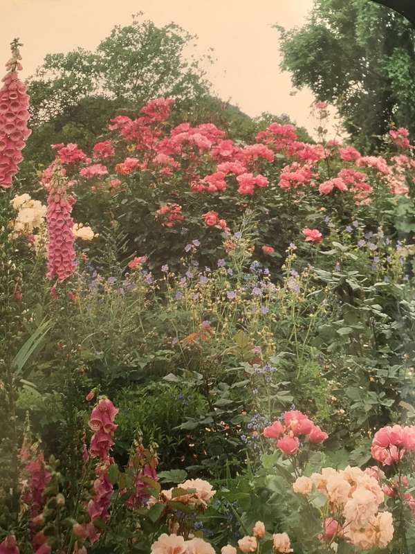 Beautiful Gardens of South Africa by Nancy Gardiner