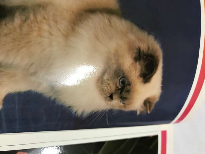 All about Siamese cats Barbara S Burns