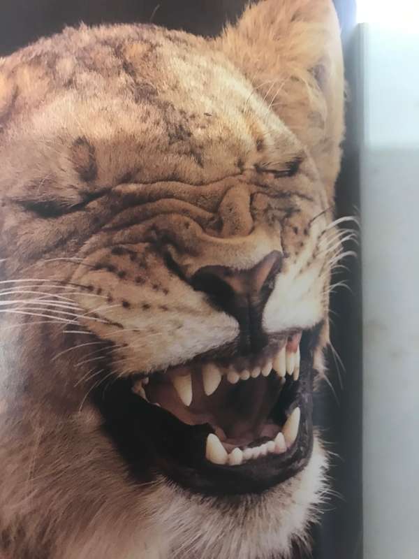 Kruger Portrait of a National Park Useful for first timers
