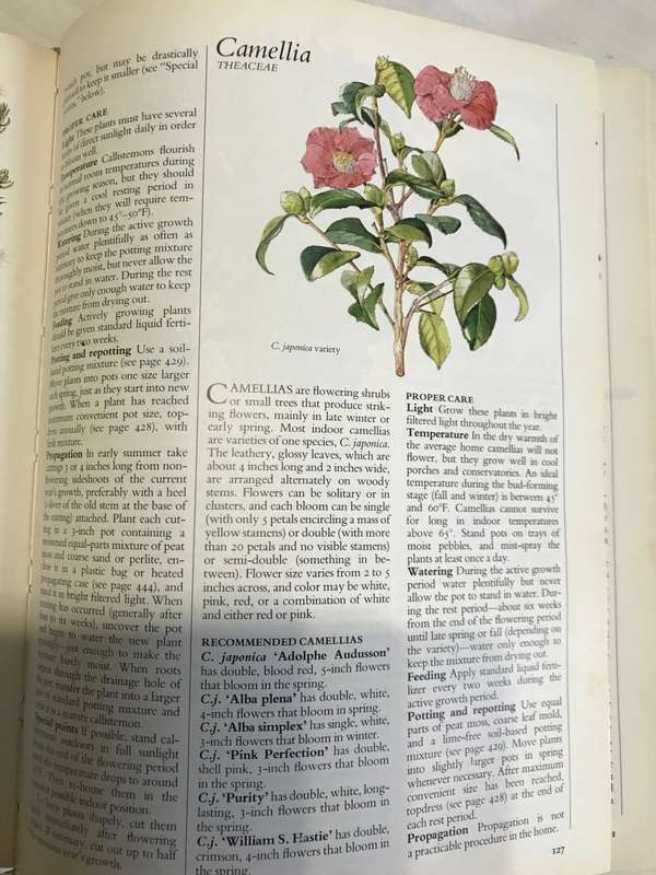 Success with Household Plants  Readers Digest