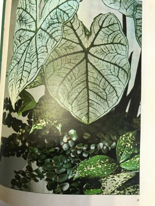 Success with Household Plants  Readers Digest