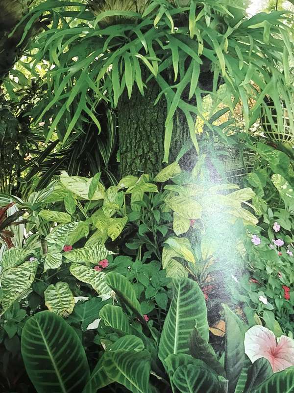 Illustrated Encyclopedia of Gardening in South Africa Readers Digest