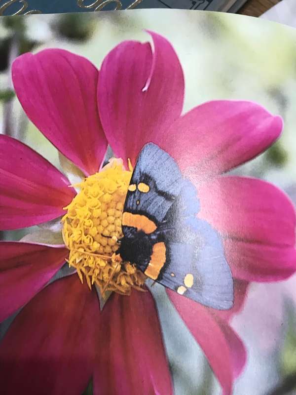 Illustrated Encyclopedia of Gardening in South Africa Readers Digest