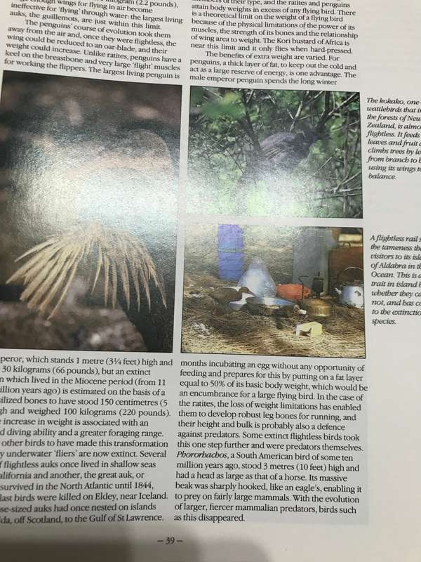 Bird Behavior Robert Burton