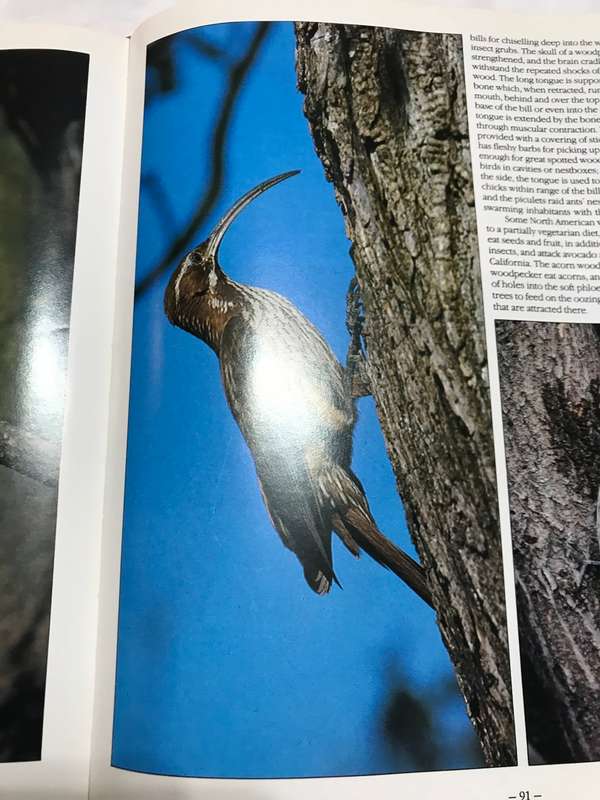 Bird Behavior Robert Burton