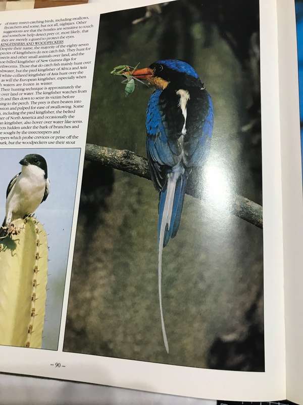 Bird Behavior Robert Burton