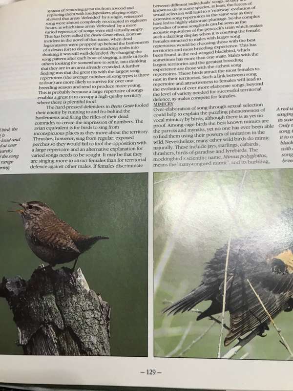 Bird Behavior Robert Burton