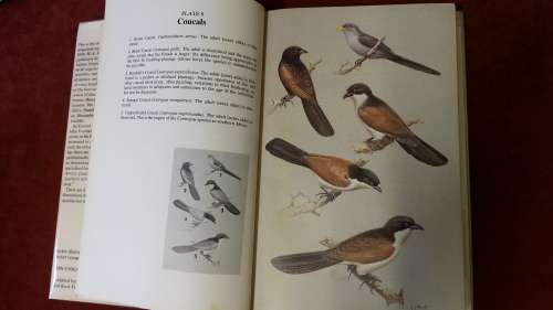 The Doves, Parrots, Louries and Cuckoos of Southern Africa