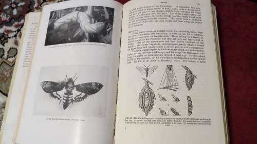African Insect Life