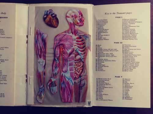 Anatomical Atlas - St. John`s Ambulance Association