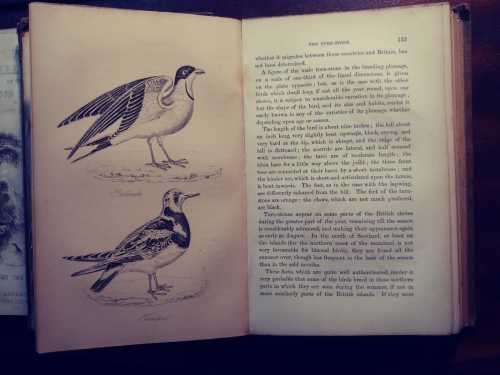 The Feathered Tribes of the British Islands - Robert Mudie