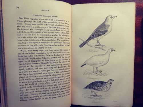 The Feathered Tribes of the British Islands - Robert Mudie