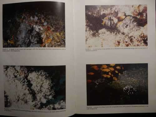 Aliwal Shoal - Photographic Study