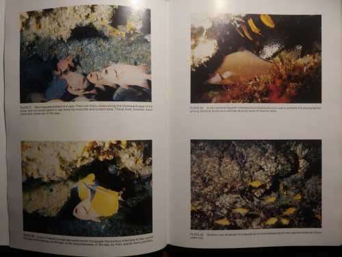 Aliwal Shoal - Photographic Study