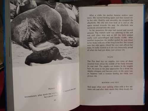 The Fur Seal of Southern Africa