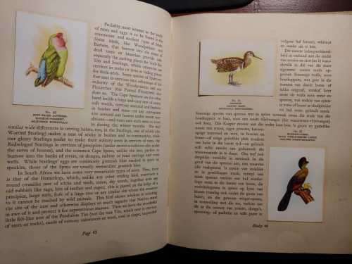 Our South African Birds - Ons Suid-Afrikaanse Voels