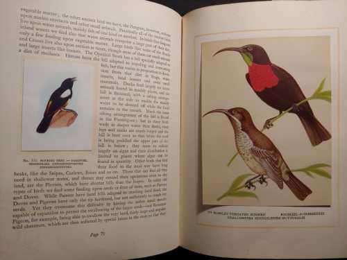 Our South African Birds - Ons Suid-Afrikaanse Voels