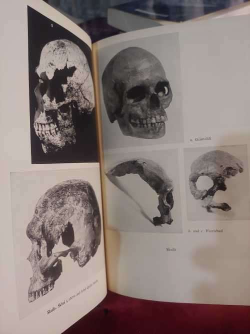 The Origin Of Races - by Carleton S. Coon