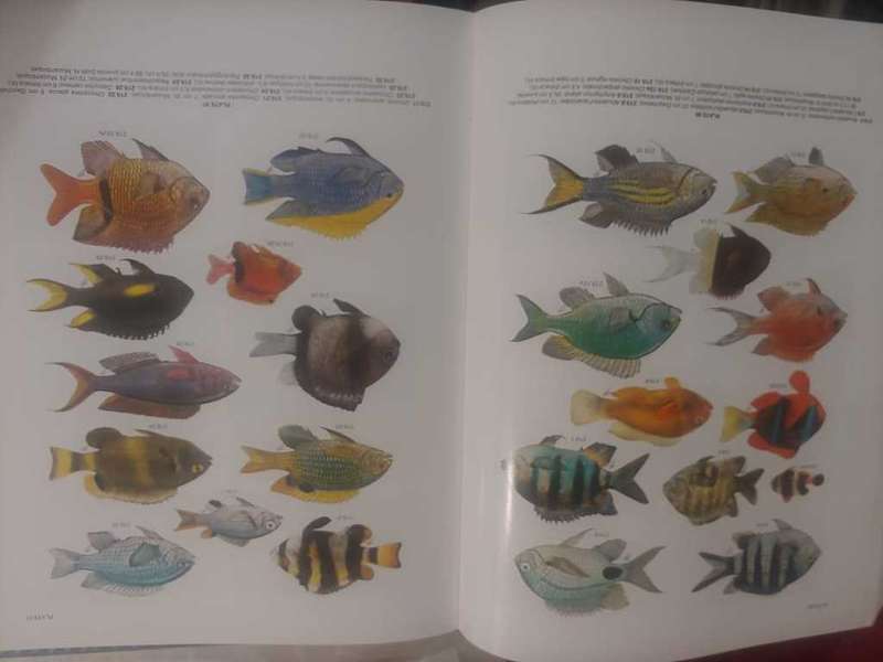 Smiths` Sea Fishes (1995 edition)