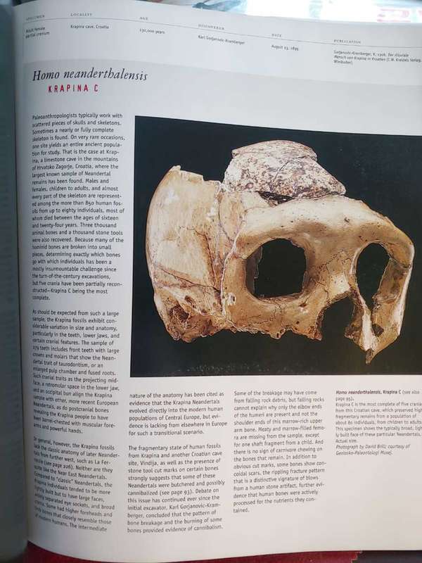 From Lucy To Language - Anthropology