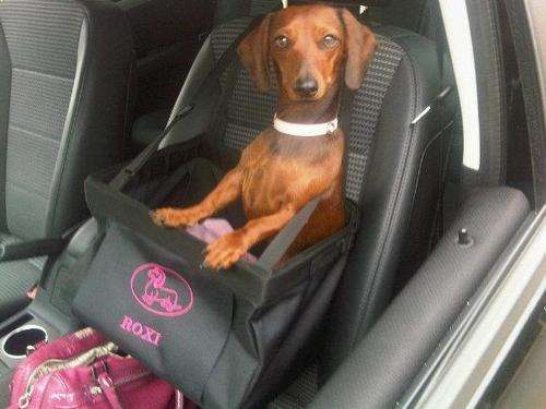 VOYAGERS:  DOG TRAVEL BOOSTER CAR SEATS - MEDIUM