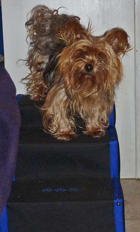 DOGGY STEPS/STAIRS 3 steps