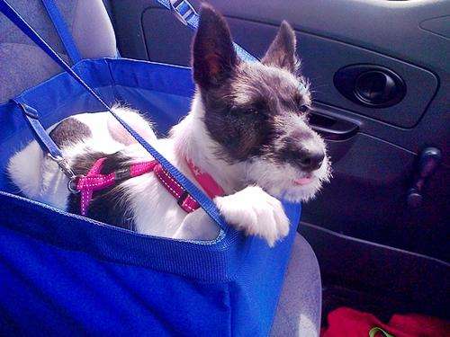 VOYAGER CAR BOOSTER SEAT - MED SIZE BREEDS