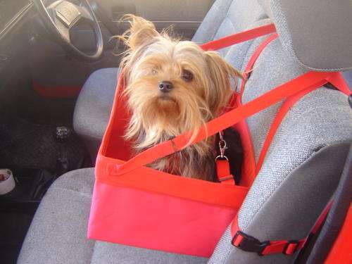 dog car seat