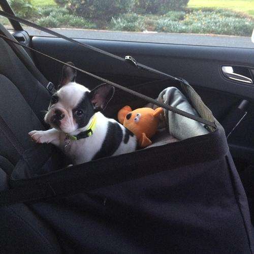 VOYA DOG CAR BOOSTER BASKETS