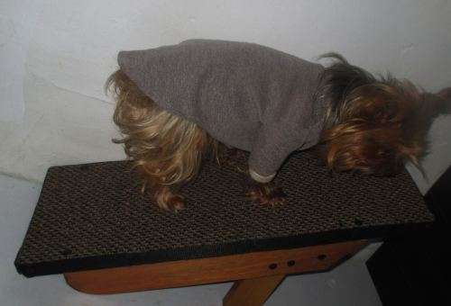 Doggy Ramp 5