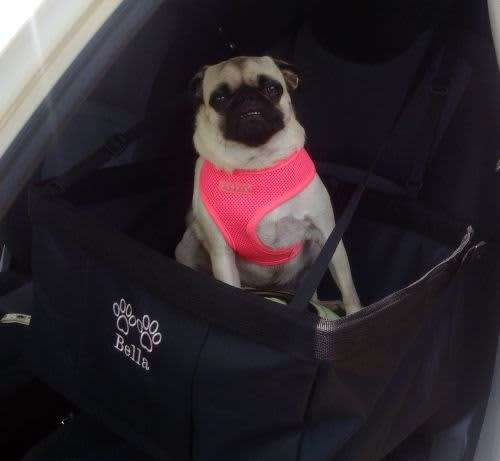 Dog Car Seat