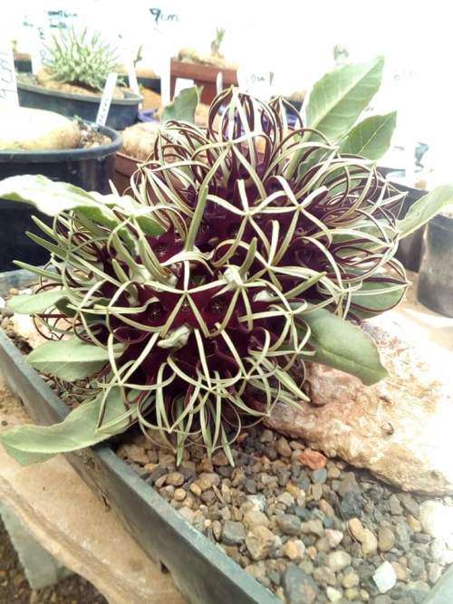 Brackhystelma barbarae