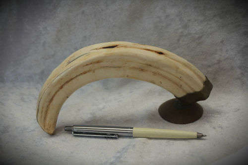Zebra artwork on Warthog tooth on Brass stand