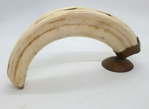 Zebra artwork on Warthog tooth on Brass stand