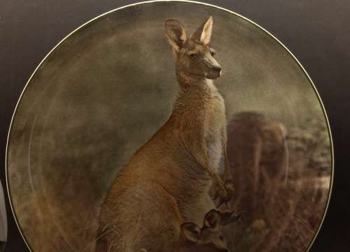 Vintage Royal Doulton Mother Kangaroo with Joey. D.6423 Plate 265mm
