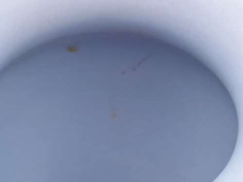 Collectable Vintage Wedgwood Jasperware Vase 100x80mm-Made in England (few stains inside)